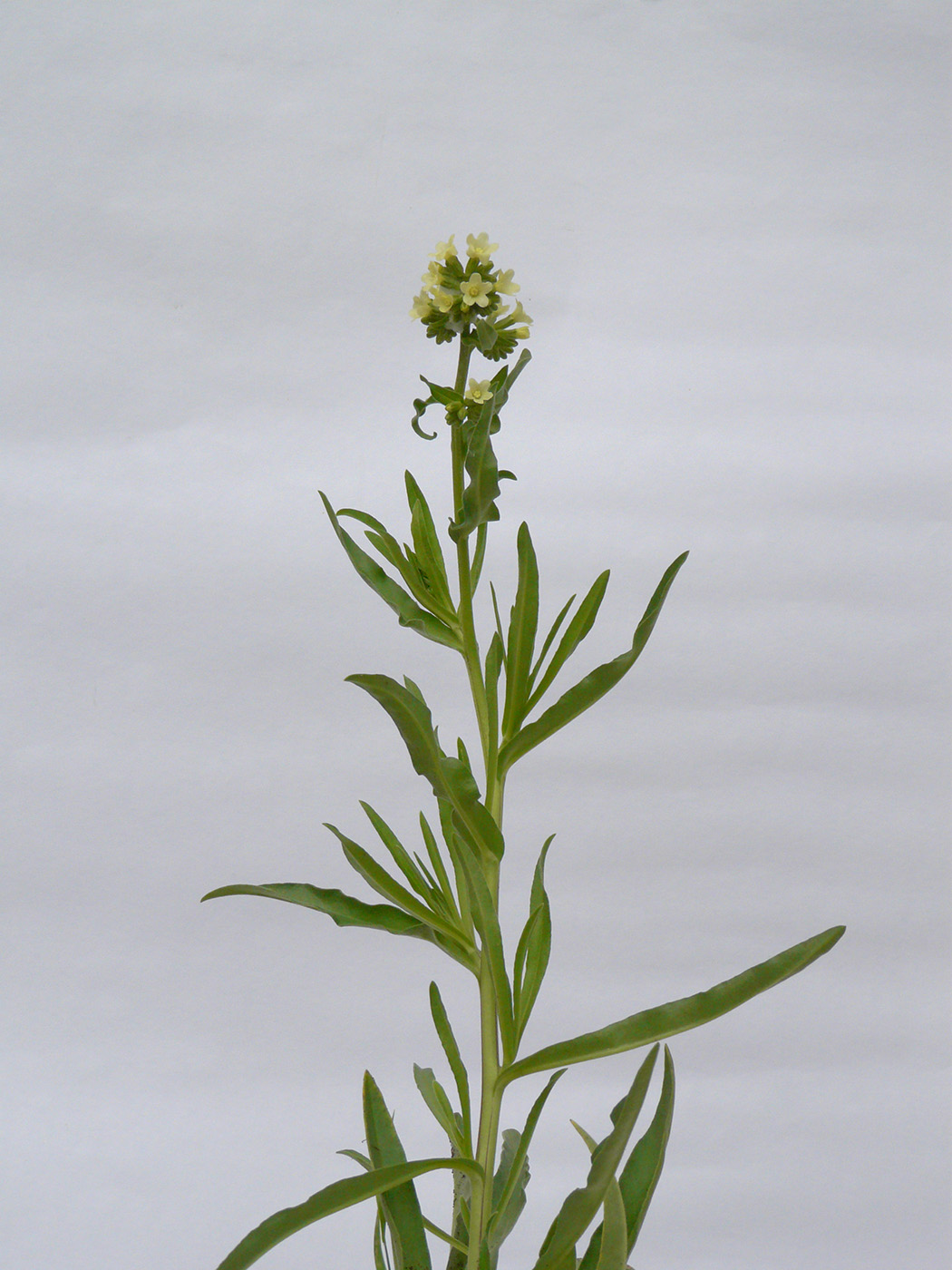 Изображение особи Anchusa pseudochroleuca.