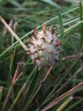 Trifolium fragiferum. Соплодие. Ростовская обл., Азовский р-н, окр. с. Кугей, засолённый луг. 01.07.2023.