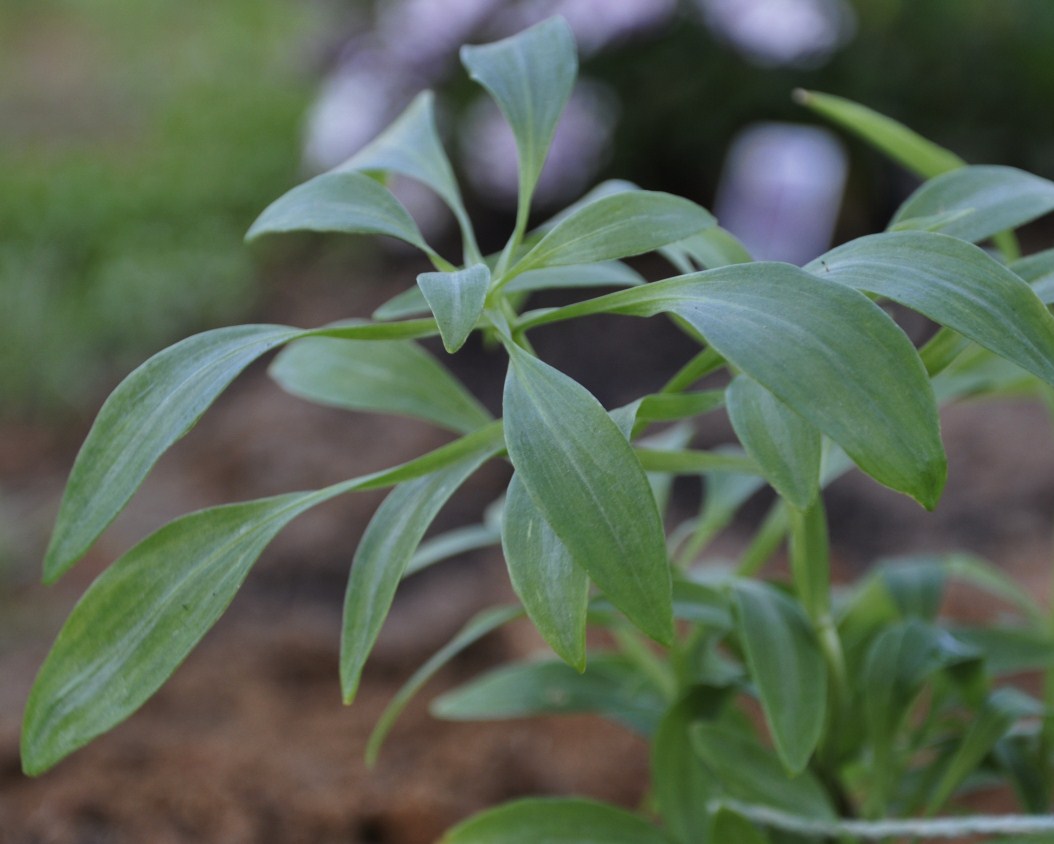 Изображение особи род Alstroemeria.