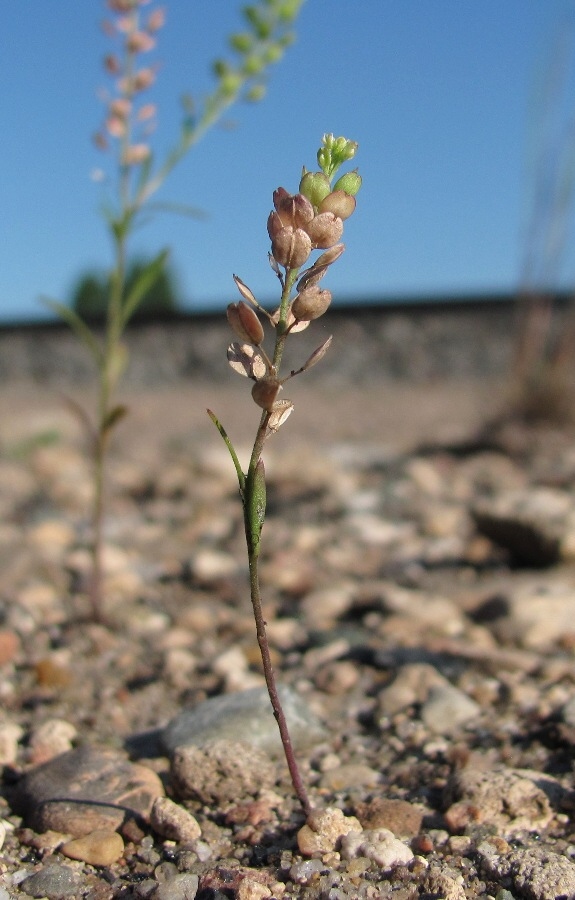 Изображение особи Lepidium densiflorum.