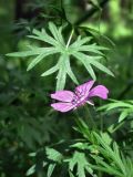 Geranium sanguineum. Цветок и лист. Смоленск, лесопарк Красный бор. 17.06.2011.