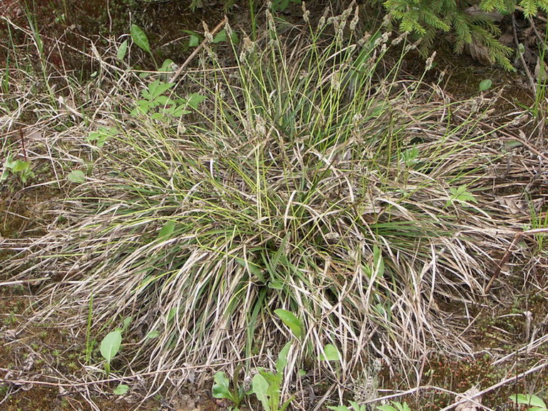 Изображение особи Carex ericetorum.