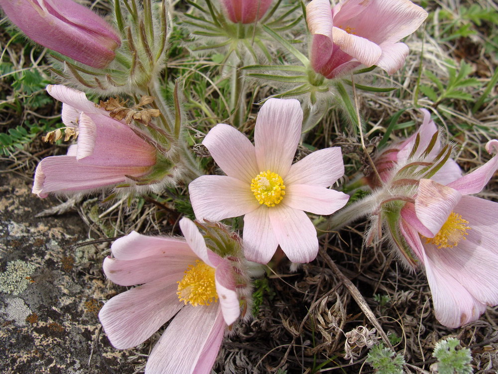 Изображение особи Pulsatilla turczaninovii.