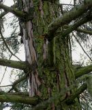 Sequoiadendron giganteum. Средняя часть ствола с ветвями. Нидерланды, г. Venlo, \"Floriada 2012\". 11.09.2012.