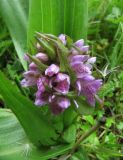 Dactylorhiza incarnata