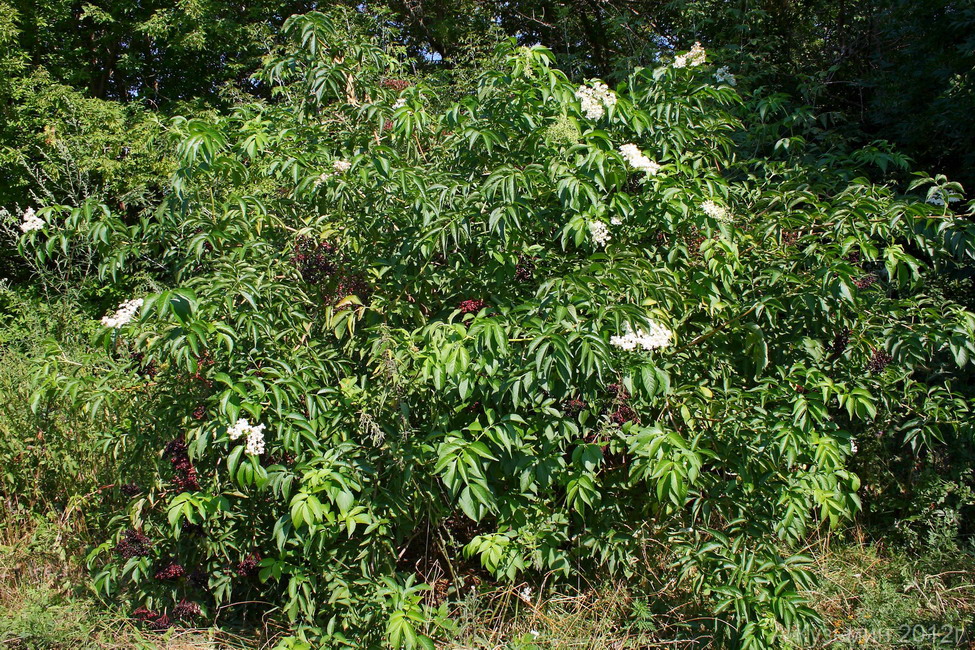 Изображение особи Sambucus nigra.