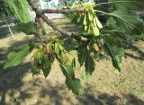 Fraxinus excelsior var. diversifolia