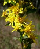 Solidago virgaurea. Верхушка побега с соцветиями. Ростовская обл., Усть-Донецкий р-н, Нижне-Кундрюченский заказник, окр. станицы Усть-Быстрянская, опушка леса на арене (песчаной террасе). 07.09.2012.