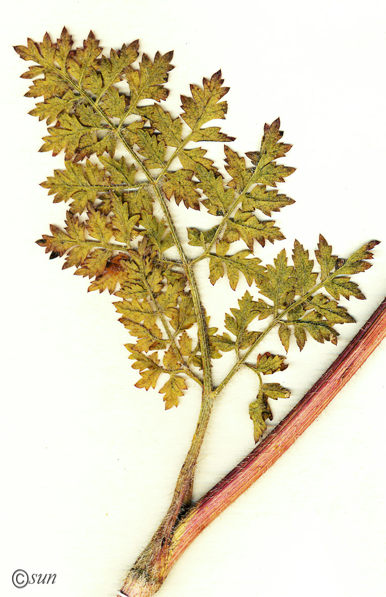 Изображение особи Laserpitium hispidum.