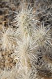 Cylindropuntia echinocarpa. Верхушка ветви. США, Калифорния, Joshua Tree National Park. 19.02.2014.