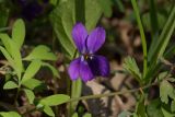 Viola odorata