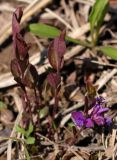 Polygala japonica