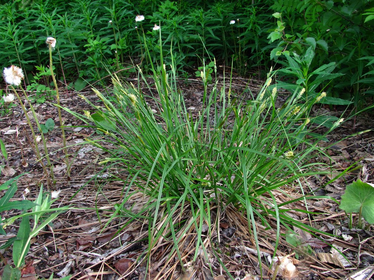 Изображение особи Carex pallescens.