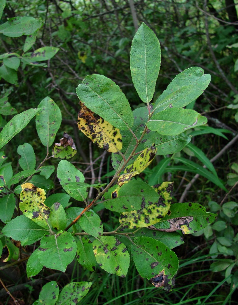 Изображение особи Salix myrsinifolia.