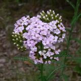 Achillea millefolium. Верхушка расцветающего растения. Челябинская обл., окр. г. Челябинск, Золотая горка, обочина дороги в берёзовом лесу. 30.06.2014.