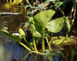 Calla palustris. Растение с незрелым соплодием. Ленинградская обл., г. Волхов, между платформами 115 км и 119 км, у ж. д. 09.06.2013.