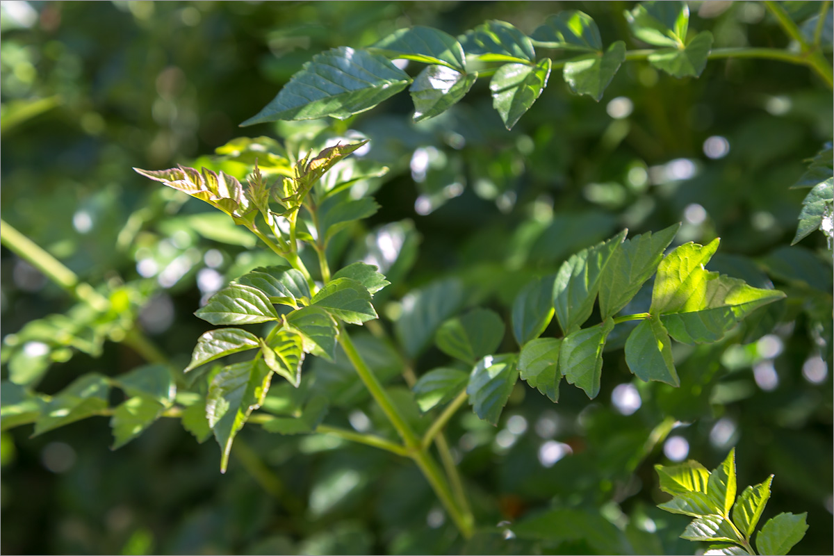 Изображение особи Tecomaria capensis.