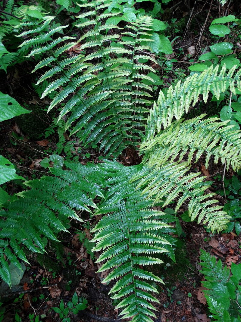 Изображение особи Dryopteris crassirhizoma.