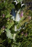 Eryngium giganteum. Часть побега. Республика Адыгея, Майкопский р-н, ок. 3 км к северу от пос. Гузерипль, восточный склон горы Казачья, выс. ок. 1200 м н.у.м., луг. 23.07.2016.