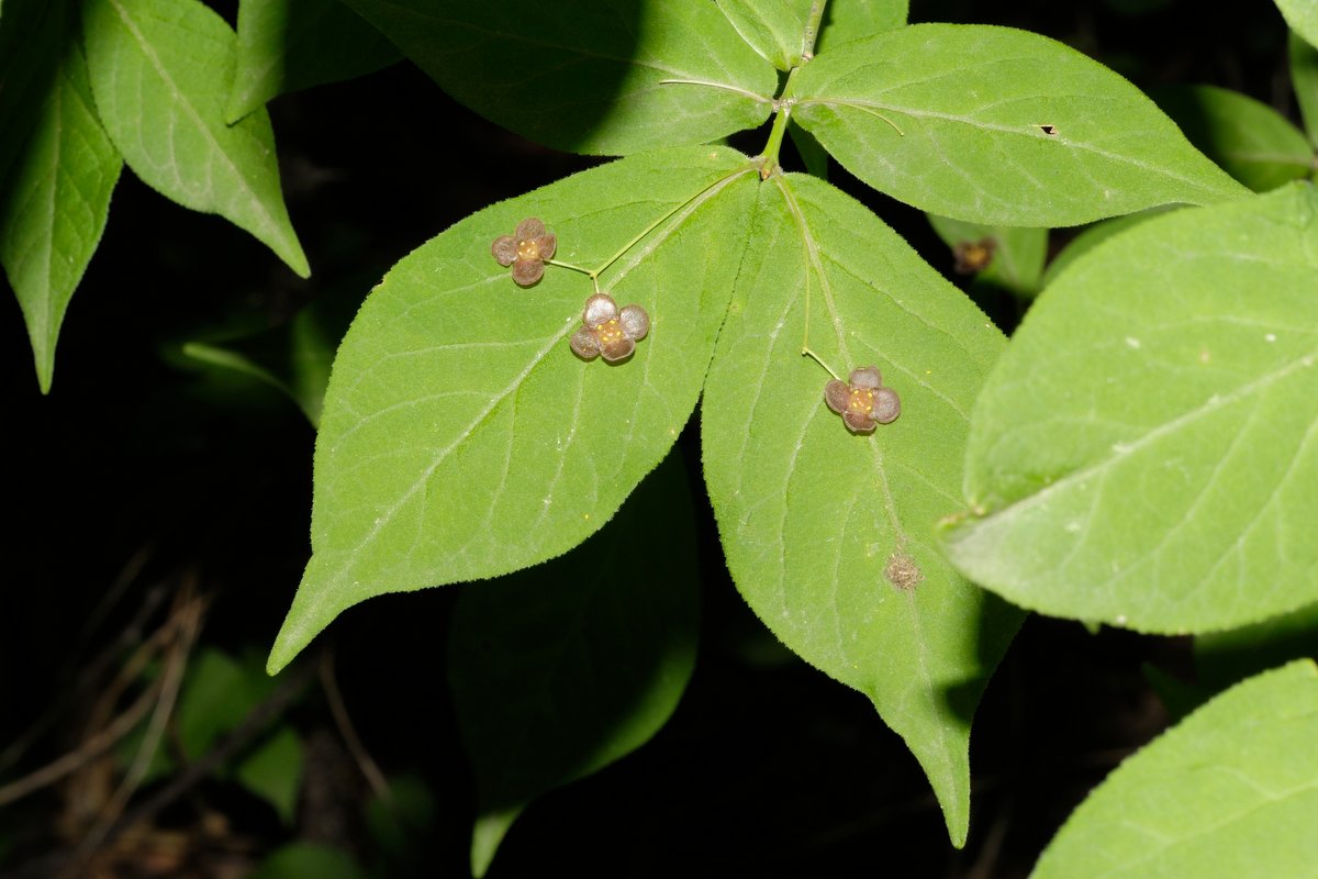 Изображение особи Euonymus pauciflorus.