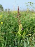 Veratrum nigrum