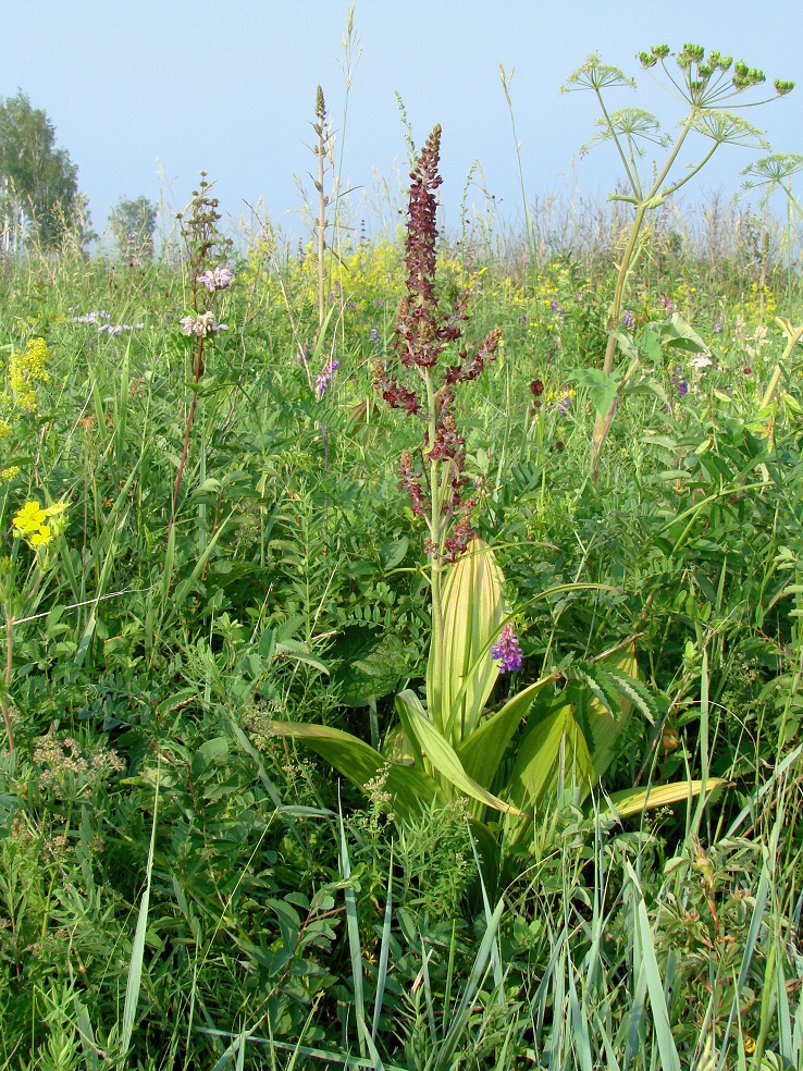 Изображение особи Veratrum nigrum.