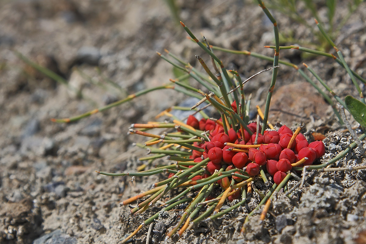 Изображение особи Ephedra monosperma.