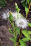 Senecio vulgaris