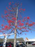 Brachychiton acerifolius