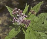 Eupatorium cannabinum. Верхушка зацветающего растения с кормящейся мухой. Крым, окр. Соколиного, Большой Каньон, буково-грабовый лес, вдоль русла р. Аузун-Узень. 17.08.2017.