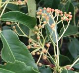 Photinia serratifolia. Соплодие. Южный берег Крыма, г. Алупка, Воронцовский парк, в культуре. 24.10.2017.