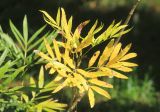 Mahonia fortunei