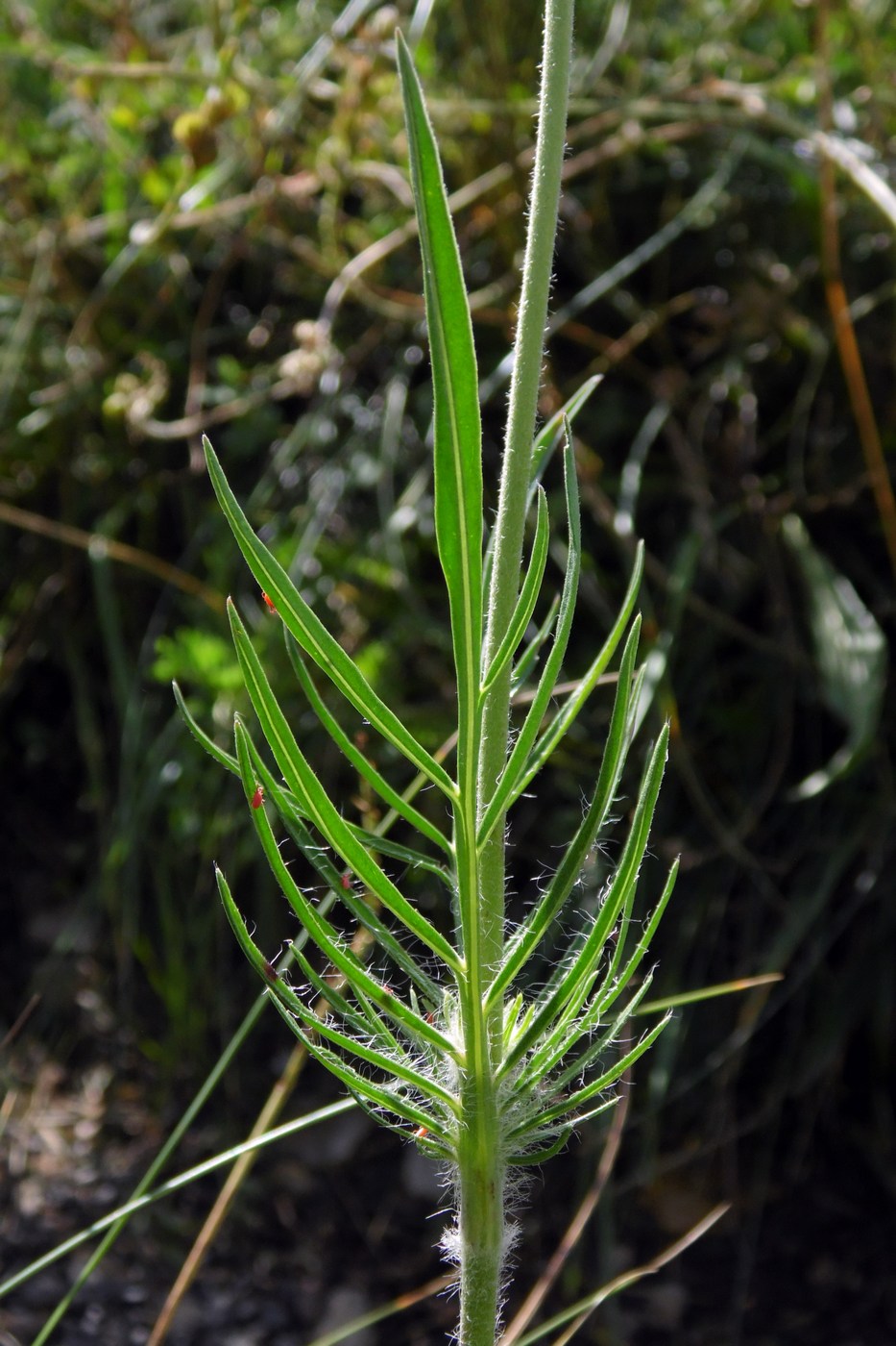 Изображение особи Lomelosia caucasica.