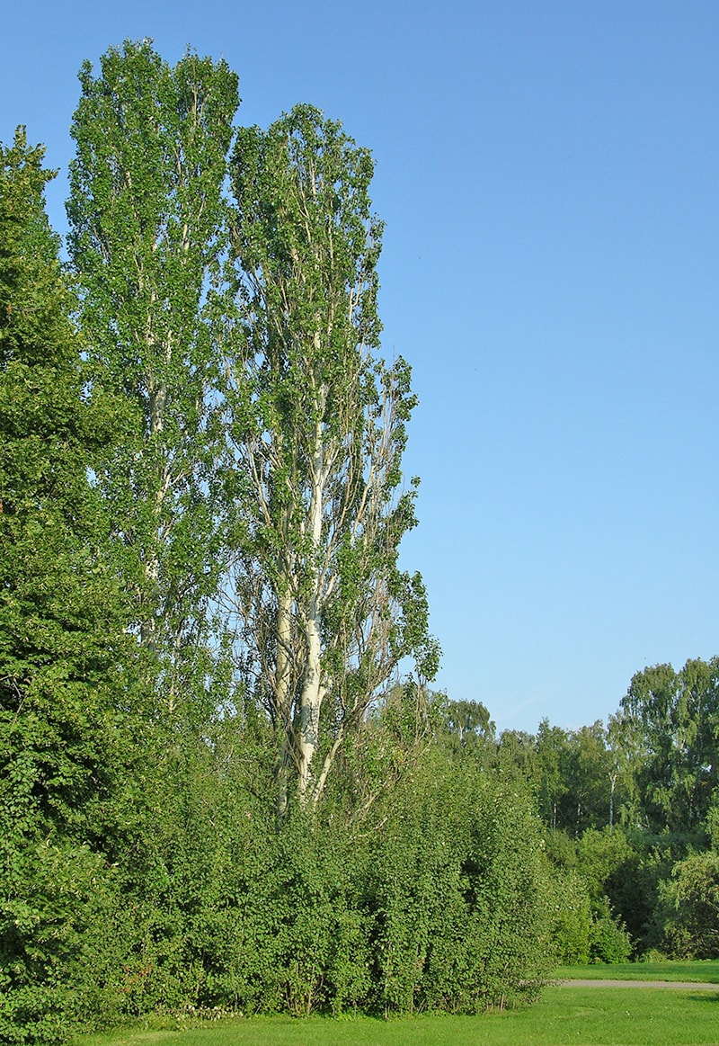 Image of Populus &times; canescens specimen.