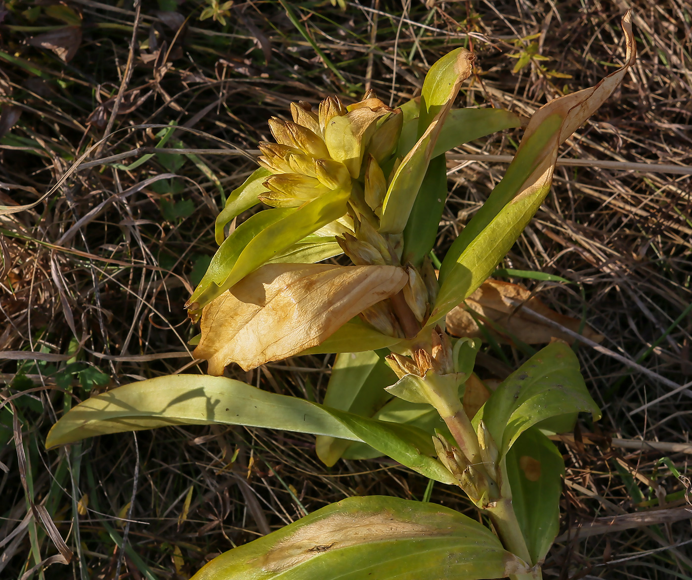 Изображение особи Gentiana cruciata.