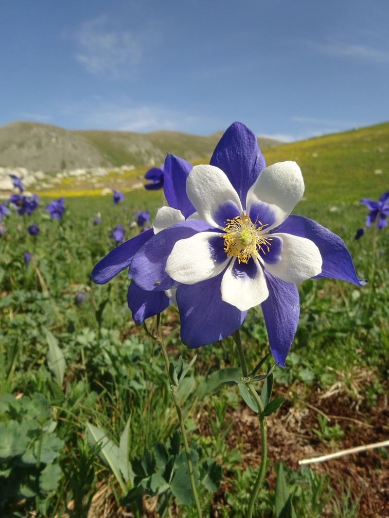 Изображение особи Aquilegia glandulosa.