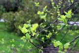 Liriodendron tulipifera. Верхушки ветвей с развивающимися листьями. Черноморское побережье Кавказа, г. Сочи, Дендрарий, в культуре. 05.04.2013.