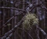 Evernia mesomorpha. Слоевище на ветках Populus tremula. Пермский край, Лысьвинский р-н, камень Ростун, подножие, осиновый колок. 30.04.2018.