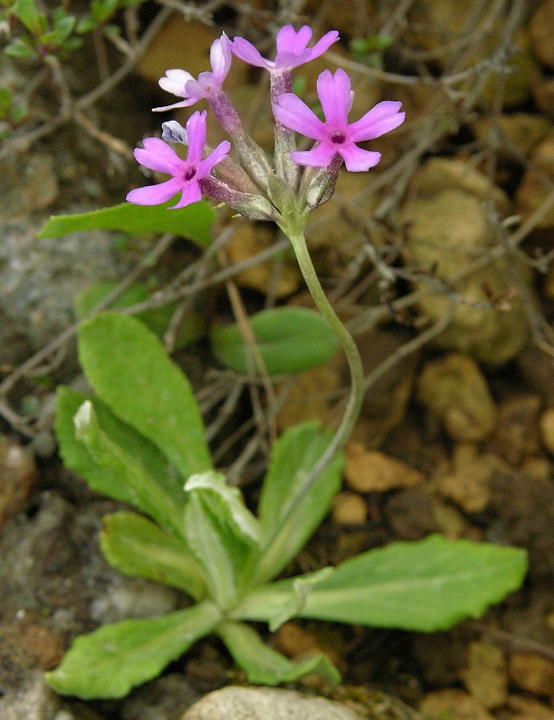 Изображение особи Primula baldshuanica.