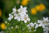 Gadellia lactiflora