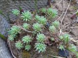 Sedum hispanicum