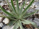 Plantago arachnoidea. Листовая розетка. Казахстан, Туркестанская обл., Толебийский р-н, территория Сайрам-Угамского национального парка; Угамский хр., верховья р. Сайрам-Су, ≈ 2500 м н.у.м., каменистая россыпь. 03.07.2019.