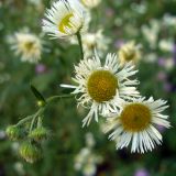 Erigeron strigosus. Соцветия. Московская обл., окр. г. Чехов, опушка лиственного леса. 18.07.2010.