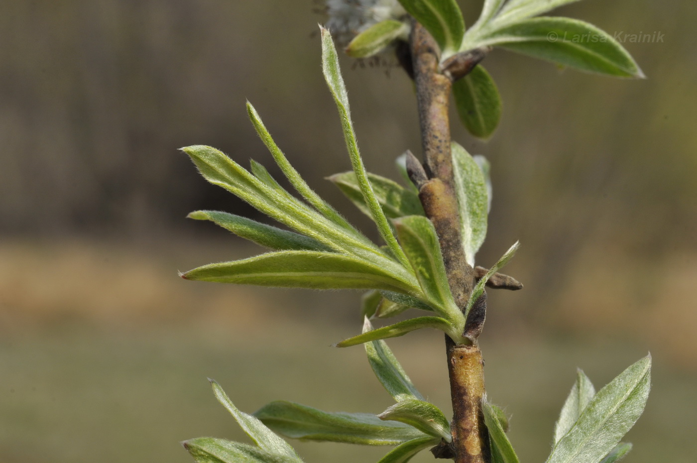 Image of Salix schwerinii specimen.