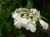 Viburnum sargentii