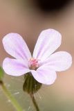 Geranium robertianum