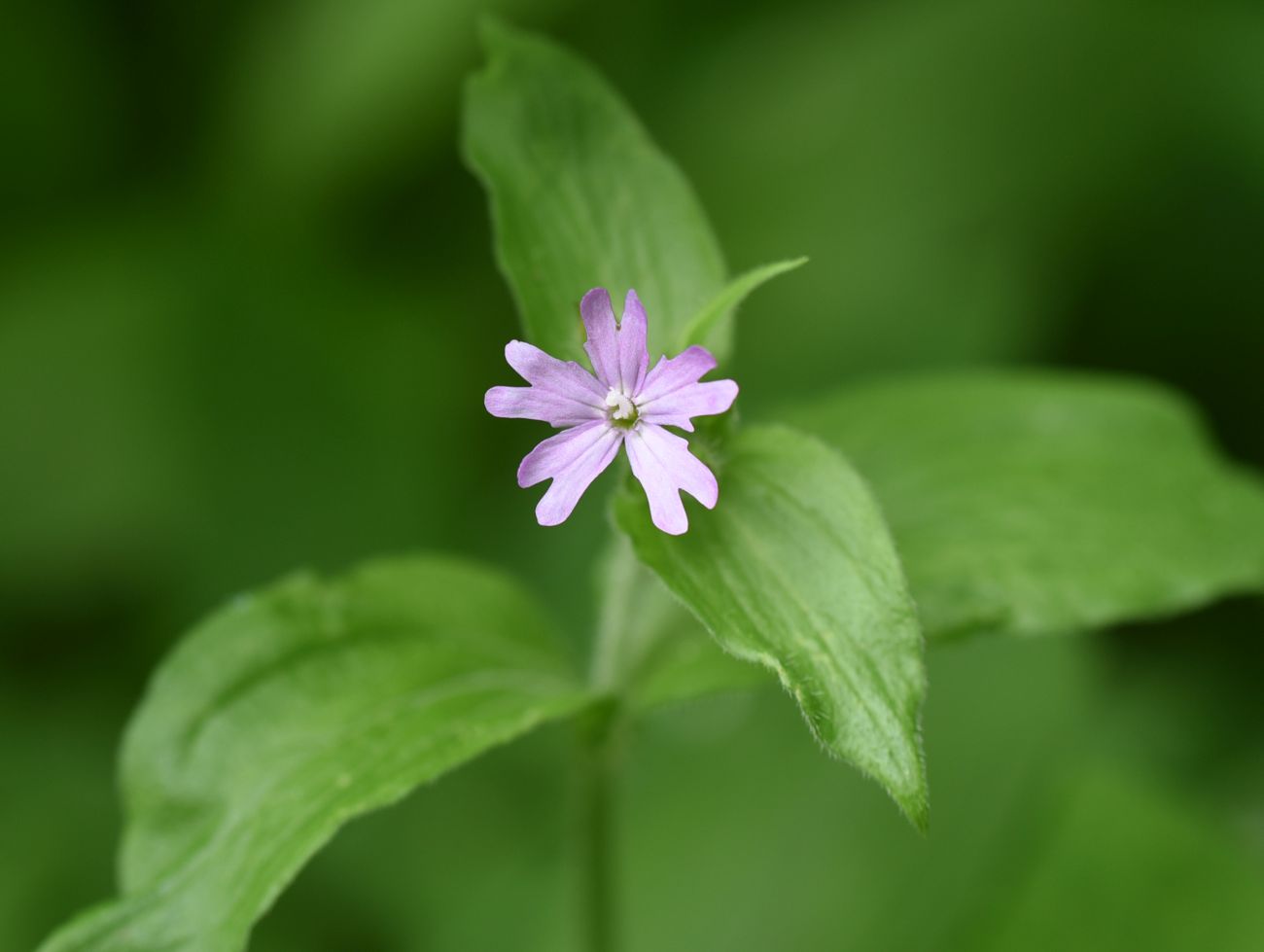 Изображение особи Melandrium dioicum.