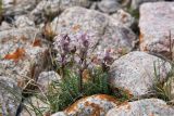 Pedicularis violascens. Цветущее растение. Казахстан, окр. Алматы, Заилийский Алатау, Большое Алмаатинское ущелье, окр. Большого Алмаатинского озера, ≈ 2600 м н.у.м., каменистый склон. 5 июня 2022 г.