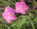 Convolvulus chinensis