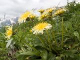 Taraxacum confusum